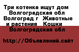 Три котенка ищут дом! - Волгоградская обл., Волгоград г. Животные и растения » Кошки   . Волгоградская обл.